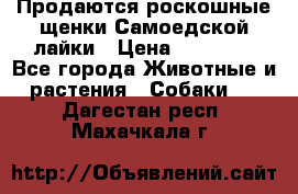 Продаются роскошные щенки Самоедской лайки › Цена ­ 40 000 - Все города Животные и растения » Собаки   . Дагестан респ.,Махачкала г.